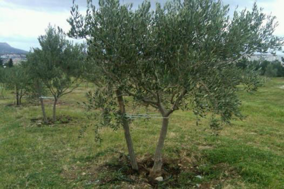 Općina isplatila potpore u poljoprivredi za nabavu gnoja i za&scaron;titnih sredstava, zahtjevi za preostali dio do 28. veljače
