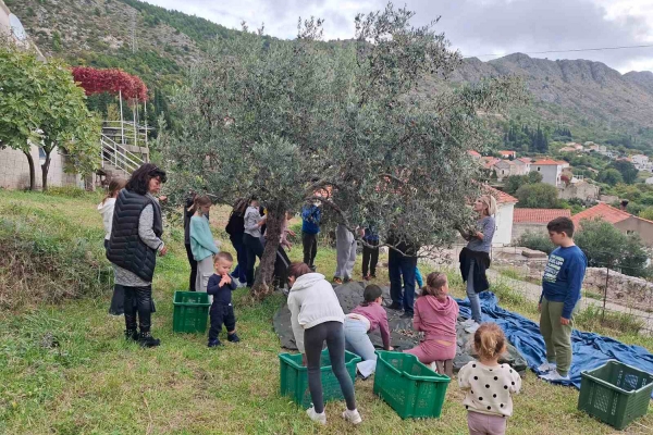 U sklopu razrednog projekta &bdquo;Nonići&ldquo; učenici se oku&scaron;ali u branju maslina i učili o maslinarstvu (FOTO)