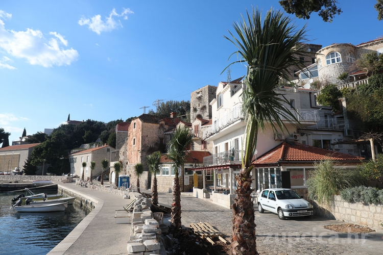 Mlini dobili osam novih Washingtonia robusta palmi s lepezastim listovima (FOTO)