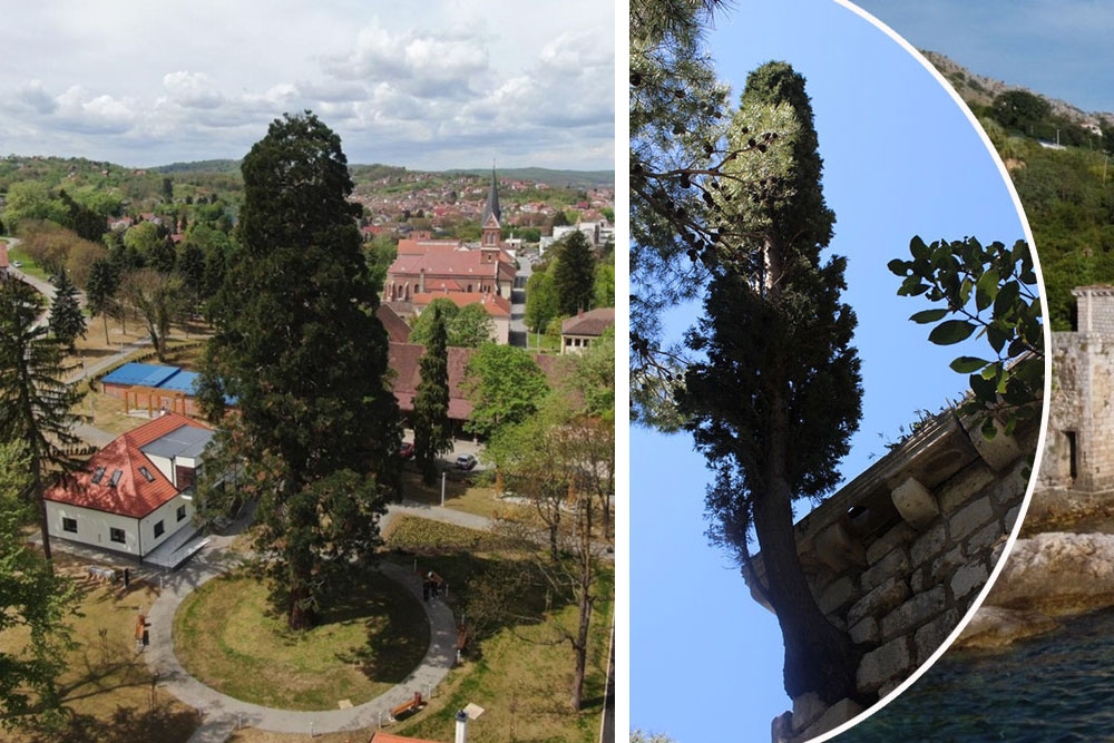 Hrvatsko stablo 2021. godine je "Stoljetni div u srcu Slavonije", "Čempres Ruđera Bo&scaron;kovića" na osmom mjestu