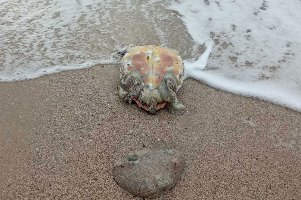 FOTO VIJEST ČITATELJA; Olujno jugo na plažu u Kuparima izbacilo uginulu Glavatu želvu