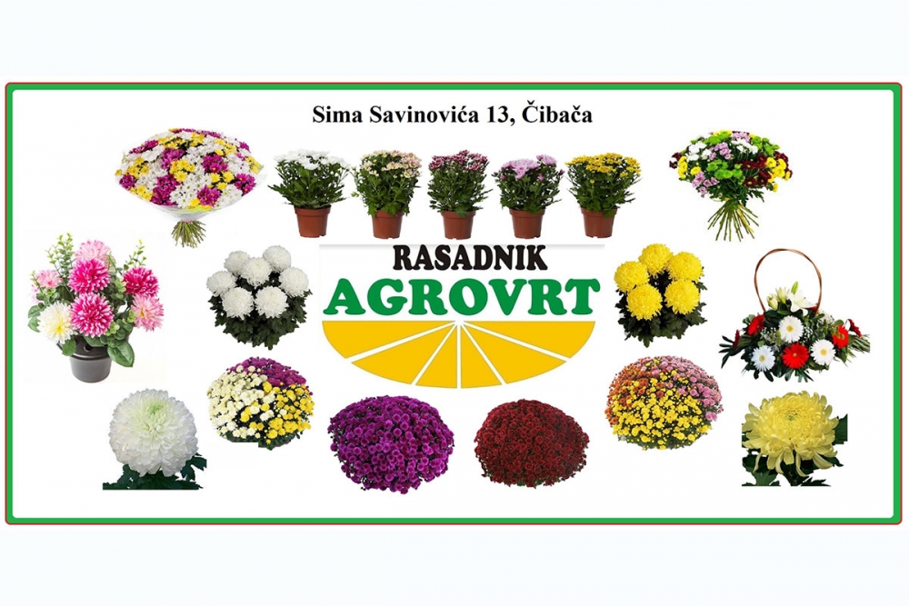 Rasadnik AGROVRT u Čibači povodom Dušnog dana i blagdana Svih Svetih nudi bogat izbor cvijeća