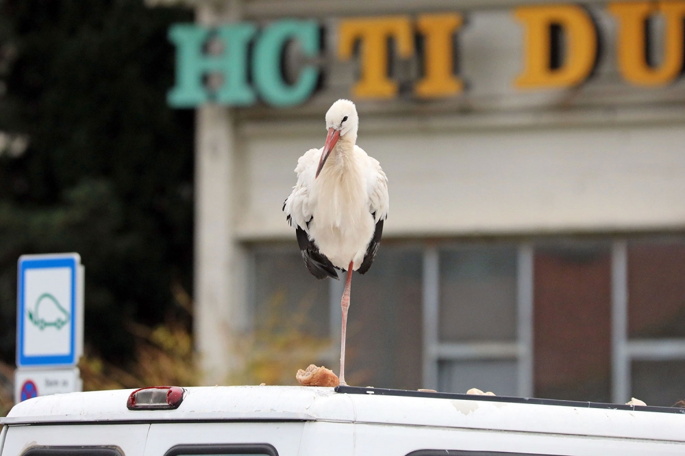 Udruga Biom; Rode preferiraju otvoreni tip stani&scaron;ta, ne treba ih zbrinjavati u privremena skloni&scaron;ta