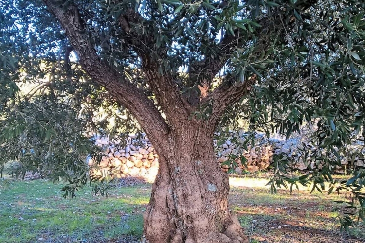 Županija izrađuje Studiju  o postojećem stanju maslinarstva i uljarstva