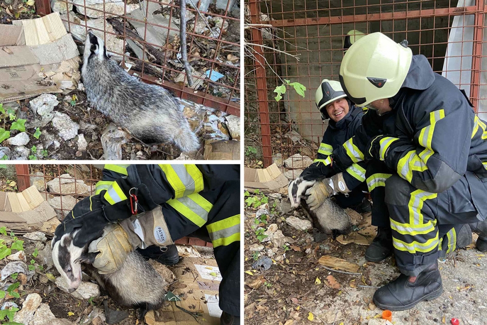 Neuobičajena intervencija župskih vatrogasaca; Oslobodili jazavca zarobljenog kod skladi&scaron;ta u Srebrenom (FOTO)