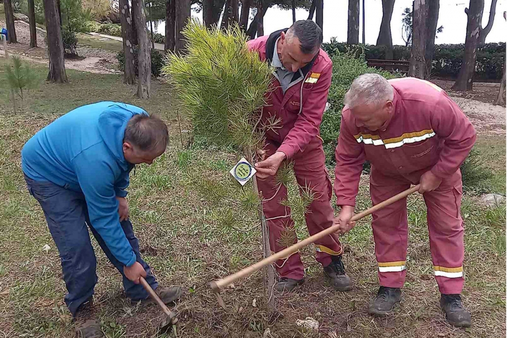 Turistička zajednica Općine dobila sredstva za nabavu sadnica namijenjenih sadnji u turističkim destinacijama