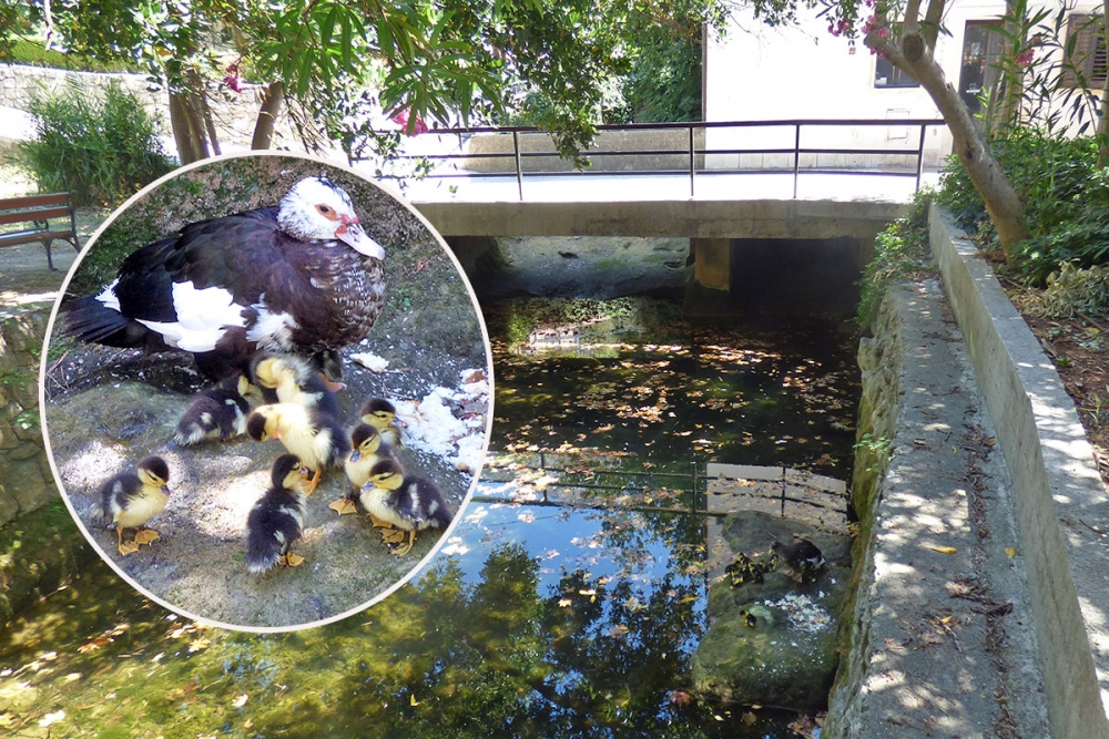 Nova atrakcija u Mlinima - U rječici ispod platana se izleglo 14 malih pačića (FOTO/VIDEO)