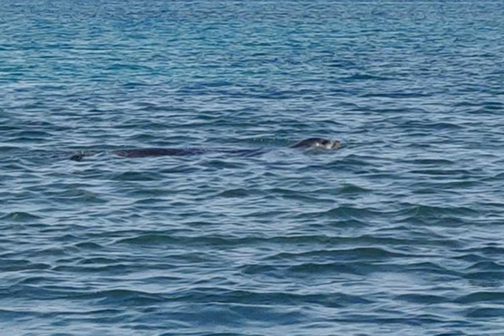 Sredozemna medvjedica snimljena u dubrovačkom akvatoriju, u blizini povijesne gradske Dubrovnika