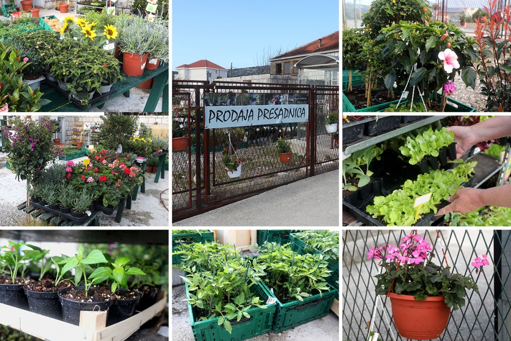Na prodajnom punktu Trgovina Ankora na Mljekari ima svega; &scaron;arenog cvijeća, presadnica sezonskih kultura, voćki ..(FOTO)